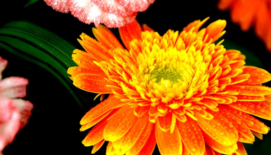 美丽的插花图片(6) - 植物花卉 - 设计帝国