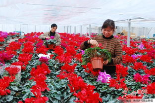 万盆仙客来精品鲜花 俏销新春节日市场