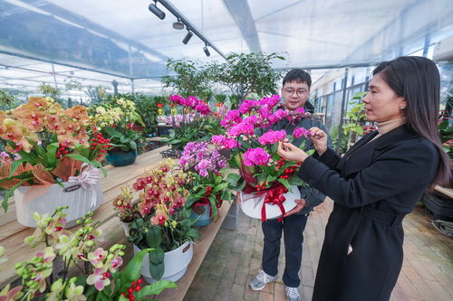 年宵花开启销售旺季 五彩花卉扮靓新年