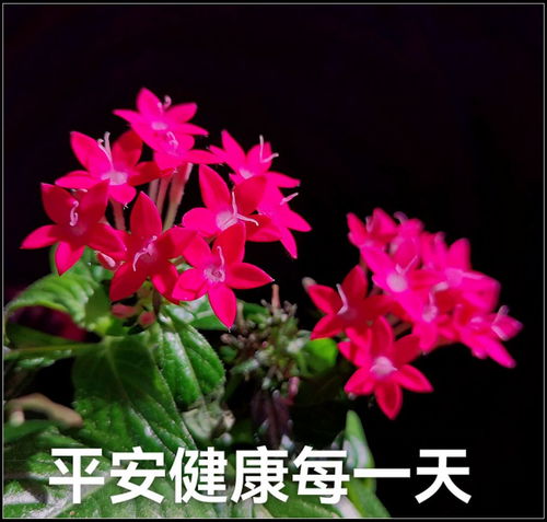 花卉篇之六